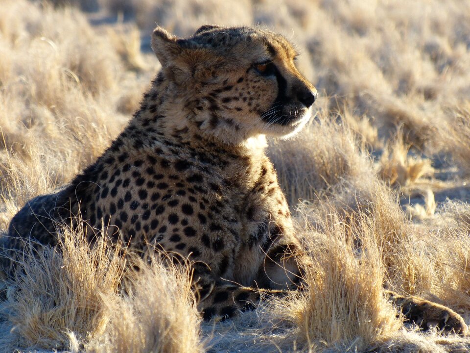 Namibia safari africa