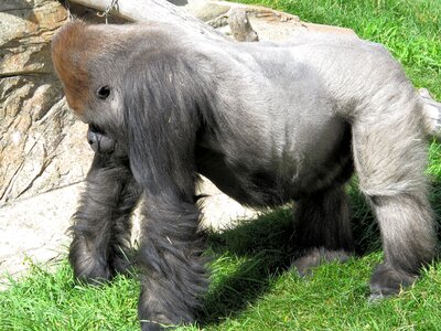 Ape primate animal photo