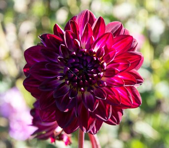 Composites flower garden ornamental flower photo