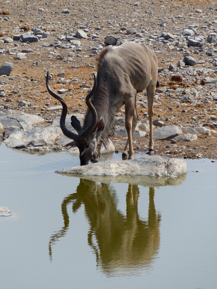 Etosha national park drink animal