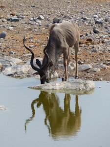 Etosha national park drink animal