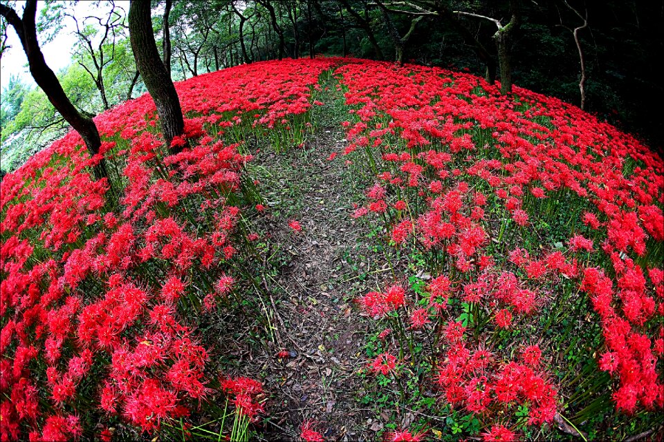 Valley red seonunsa