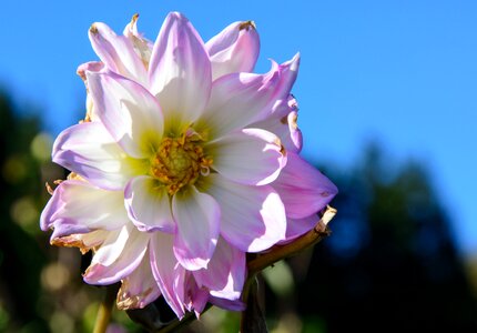 Plant composites flower garden