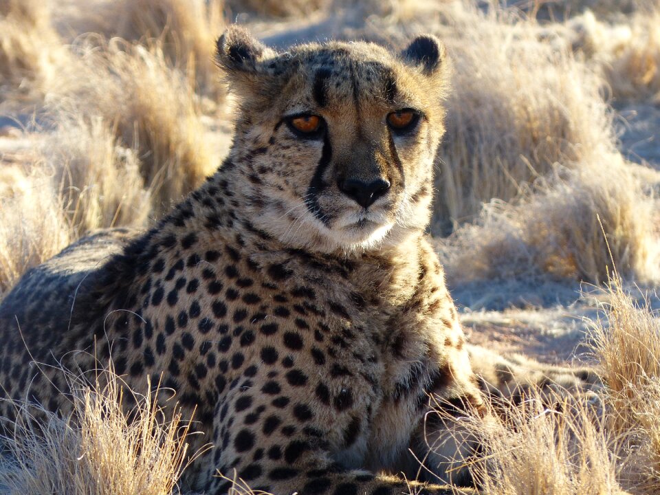Safari animal big cat