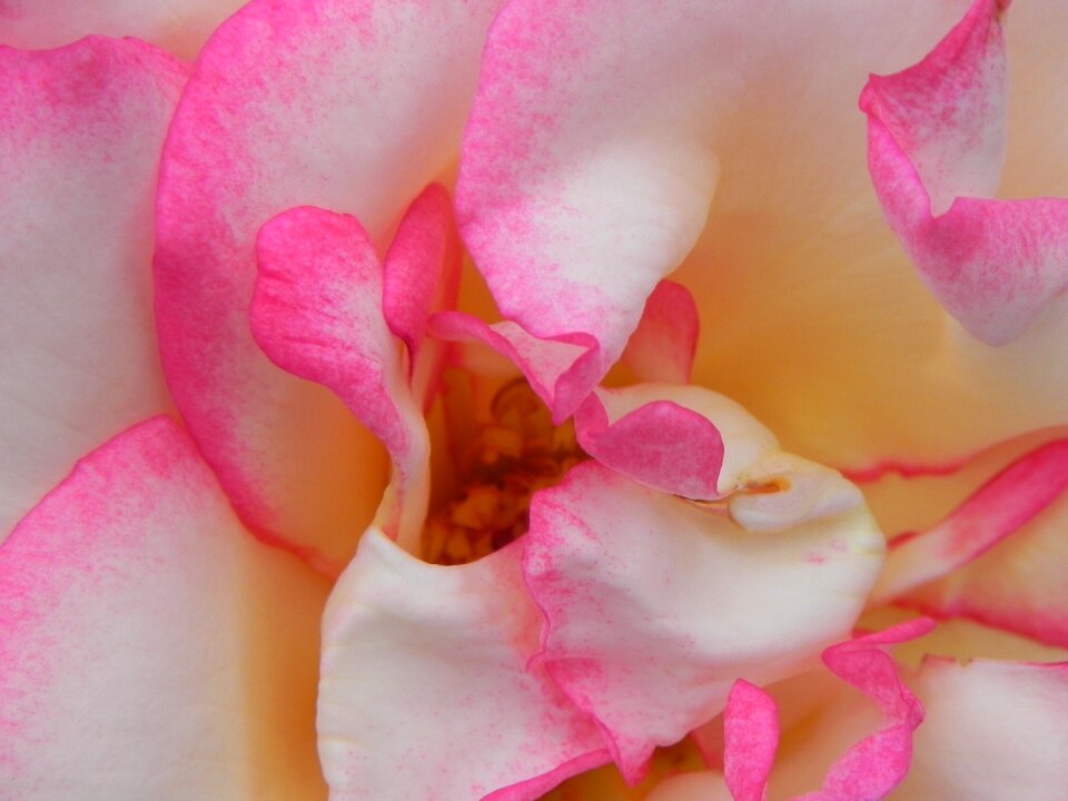 Flower blossom bloom