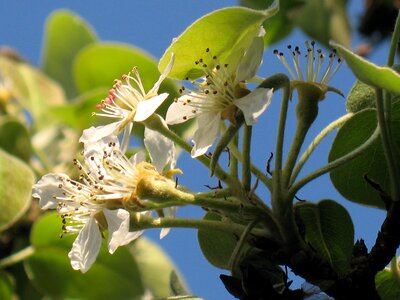 Tree blooming season