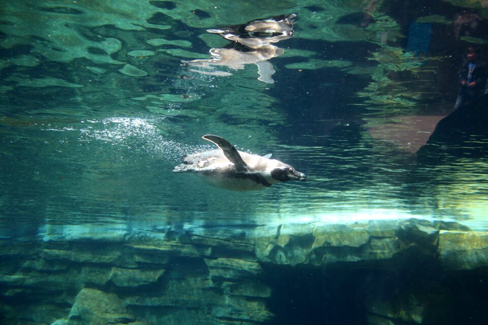 Animal nature diving