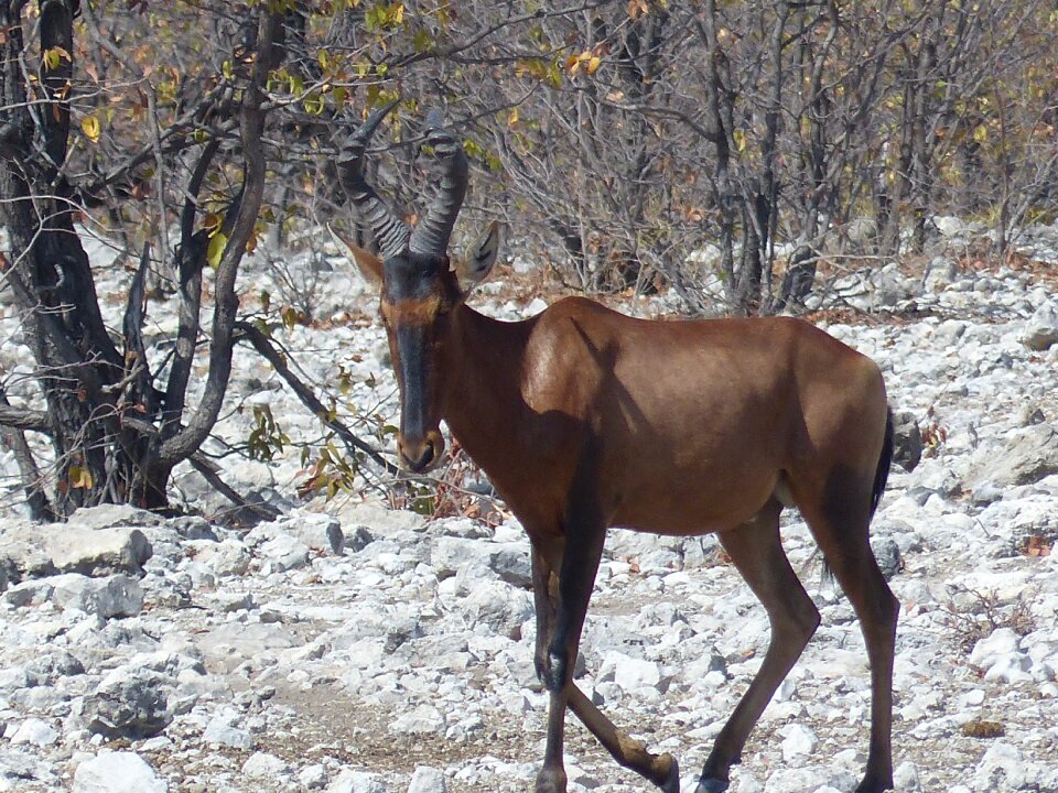 Etosha national park animal mammal
