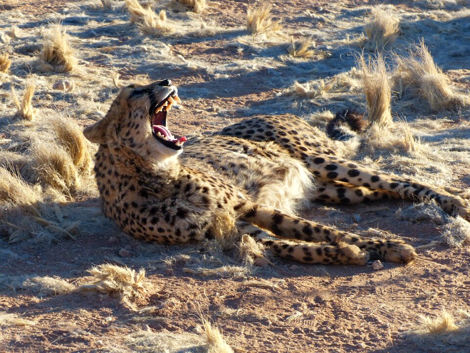Africa big cat predator