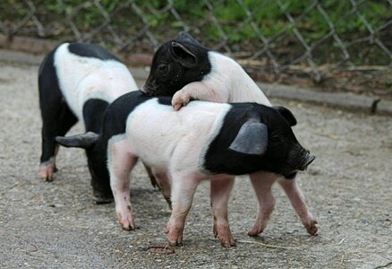 Livestock mammal pigs