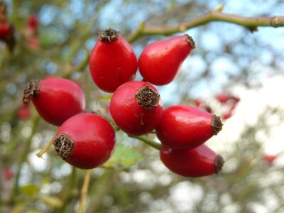 Berries bush red