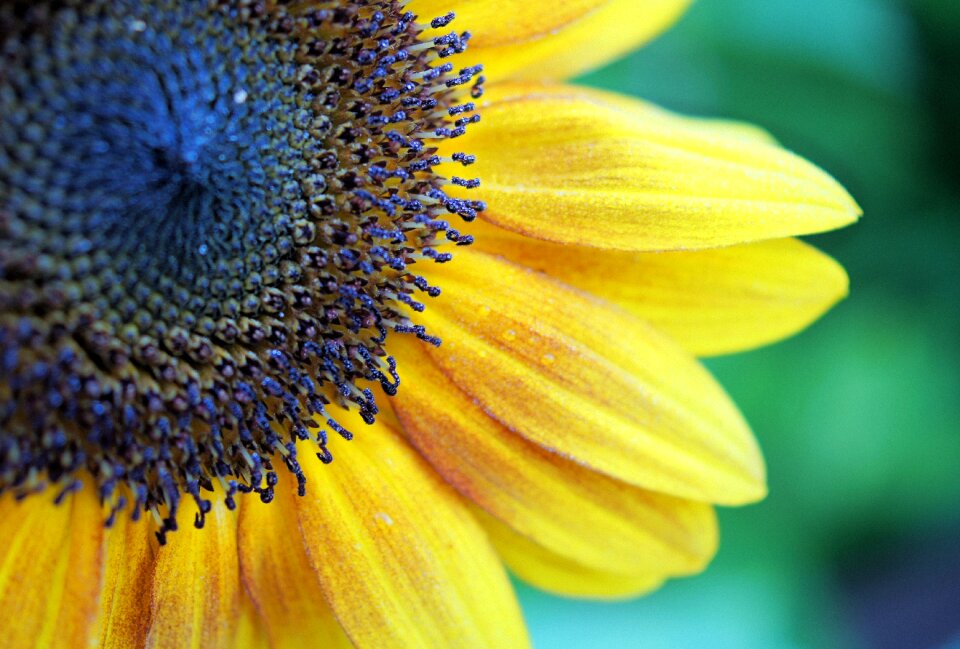 Nature summer plant
