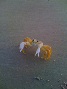 Crab fisherman claws sea