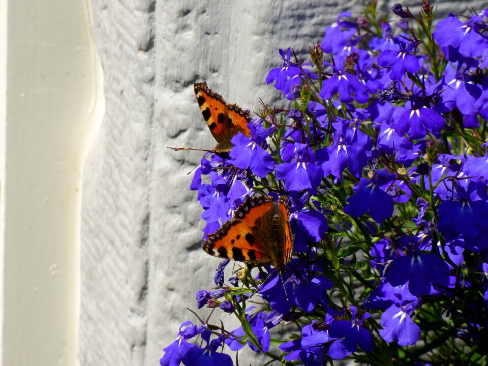 Flower purple insects photo