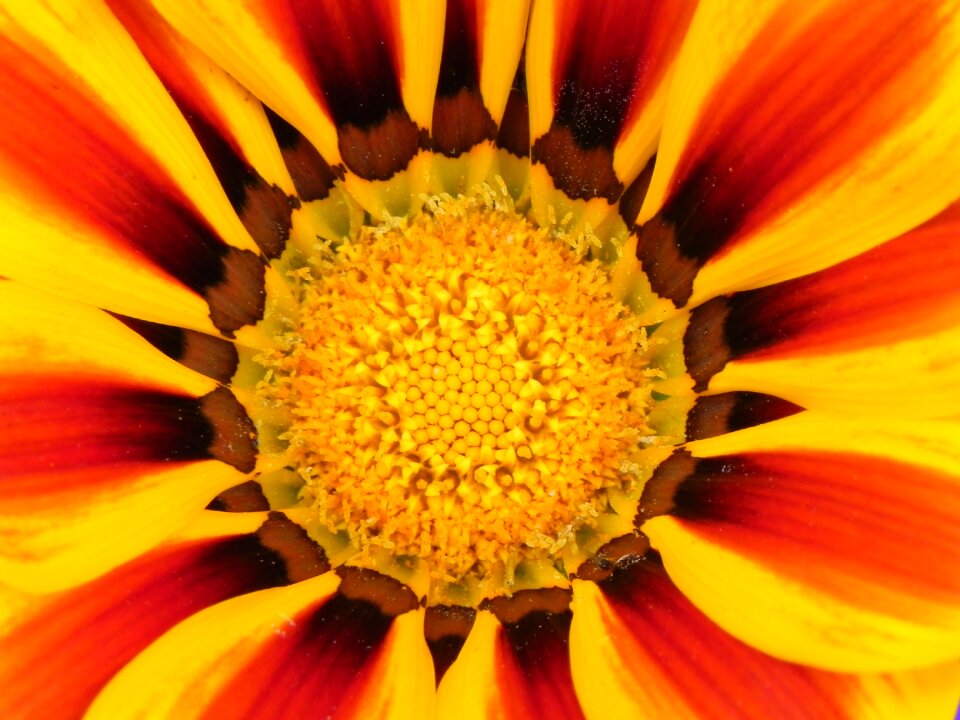 Flower plant close up