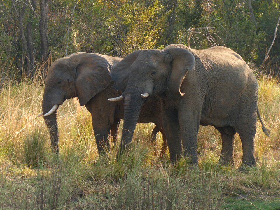 Africa mammals safari