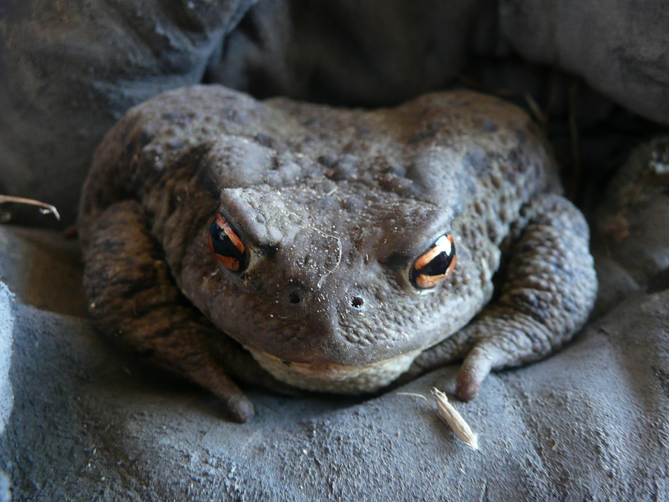 Frog nature wildlife