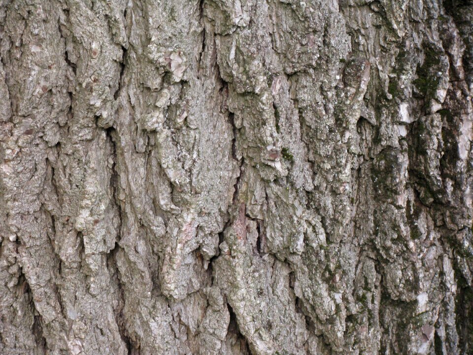 Bark trunk wood