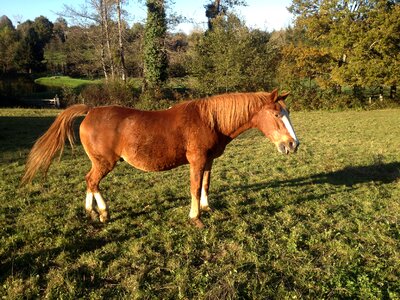 Animal ability brown