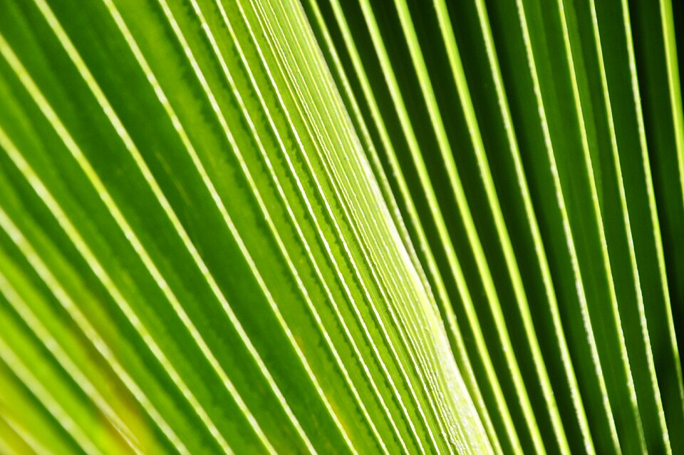 Green vegetables nature
