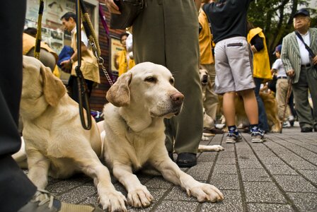 Golden retriever pet photo