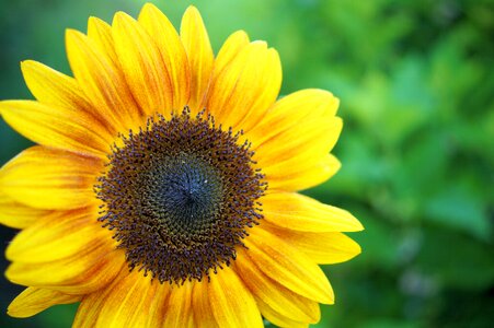 Nature summer plant
