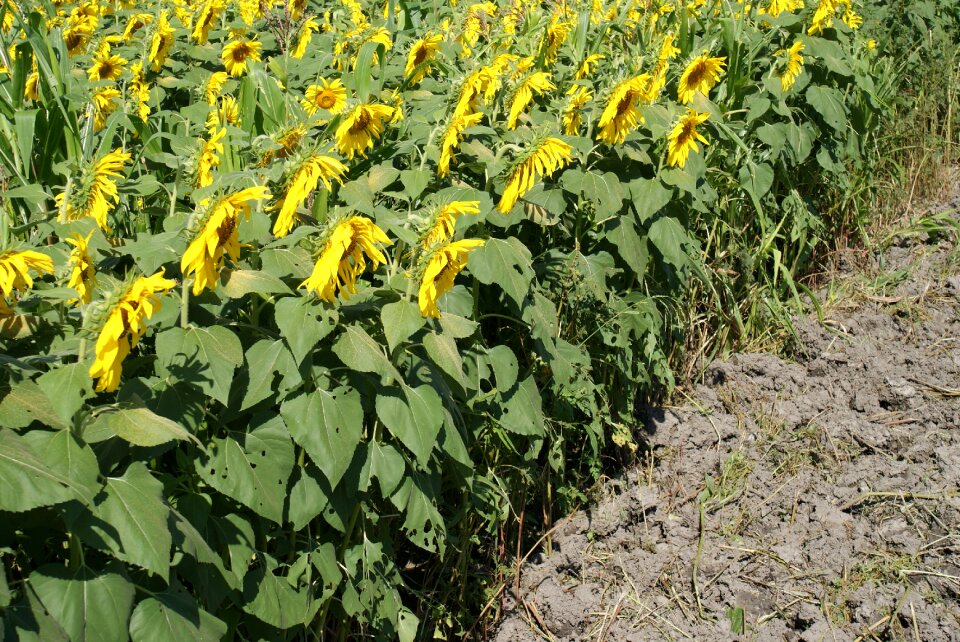 Sunflowers field landscape