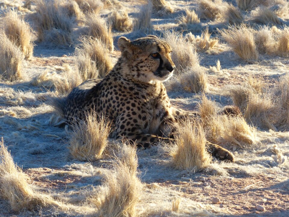 Africa big cat predator