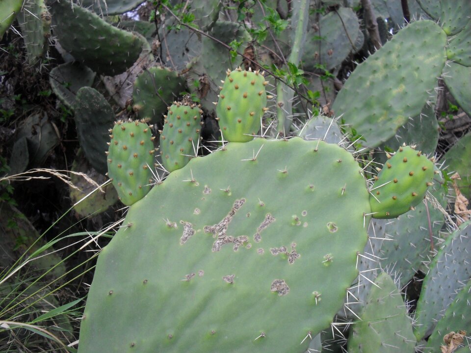 Plants nature green