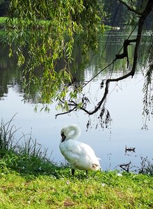 Pond branches nature