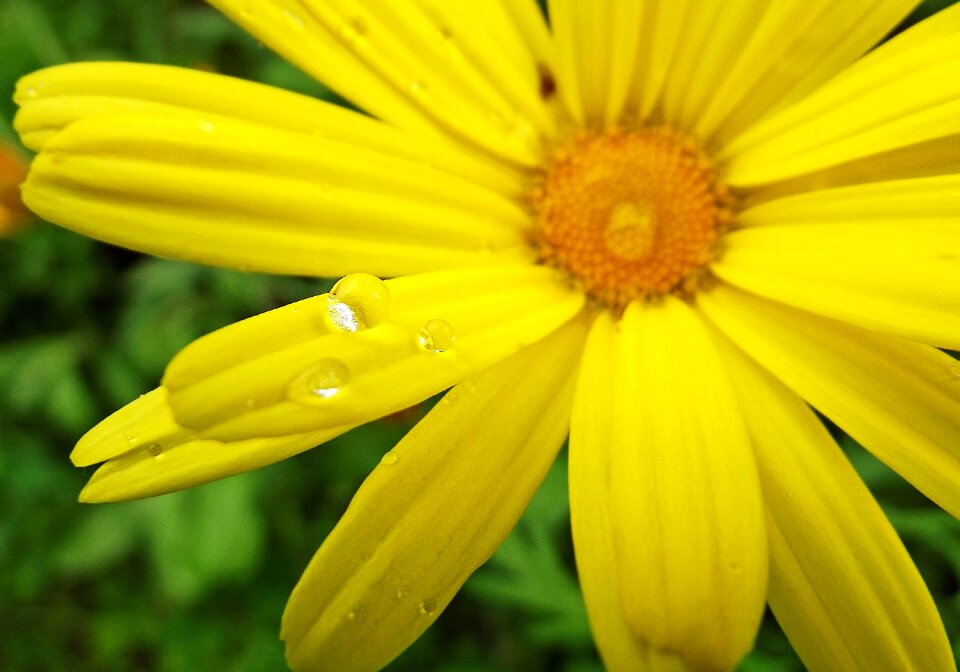 Flower drop droplets
