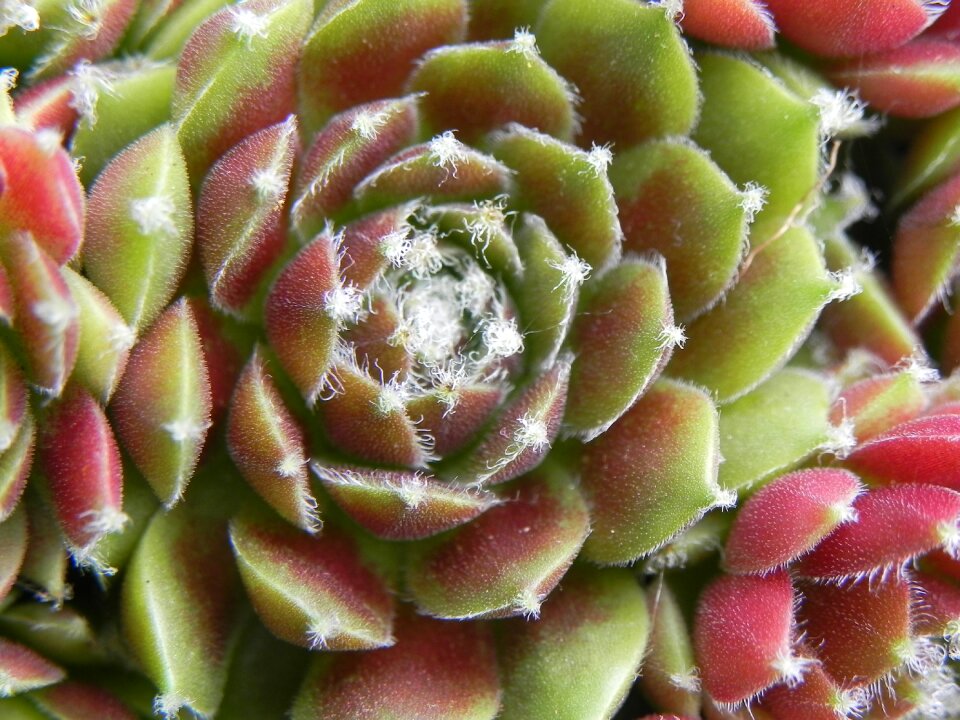 Nature green cactus