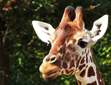 Giraffe head animal