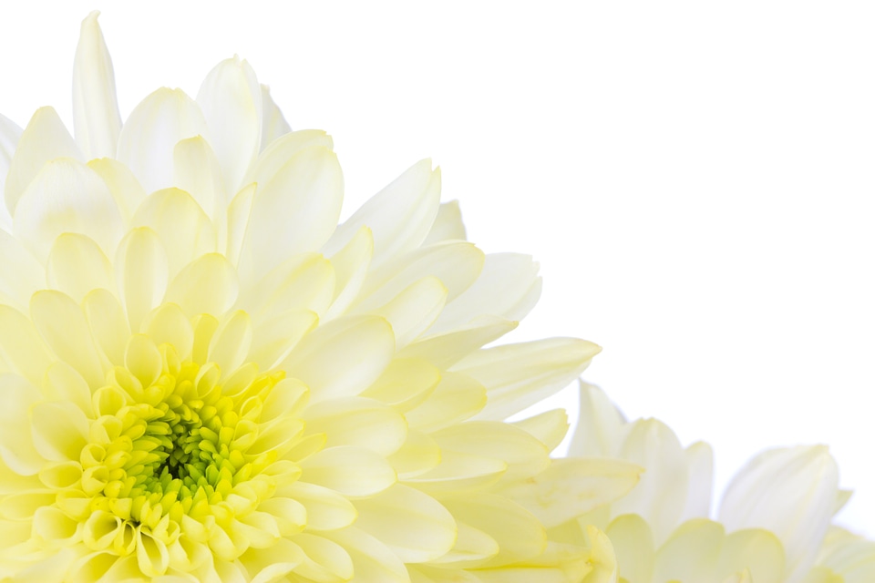 Bright decorative floral