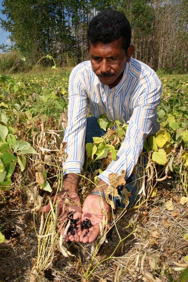 Producer harvesting beans