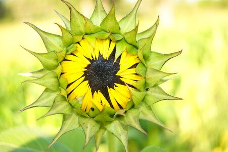 Nature summer blossom photo