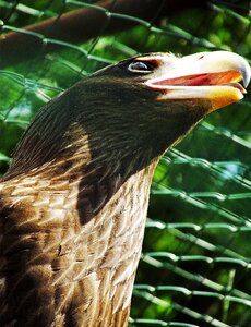 Beak bird predator