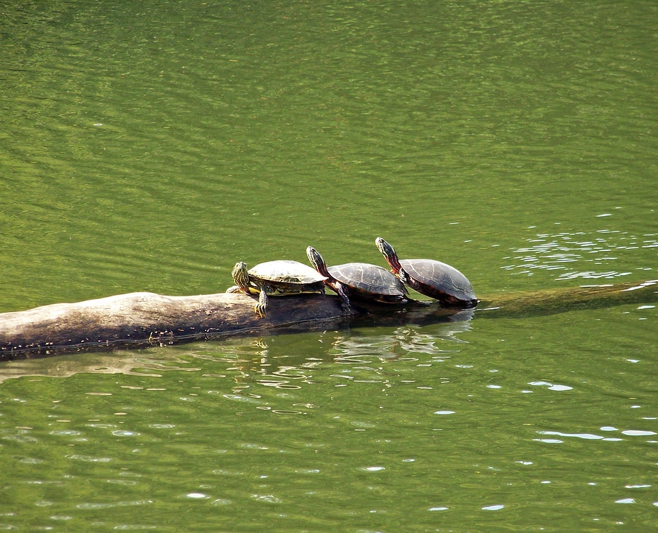 Wildlife reptile water