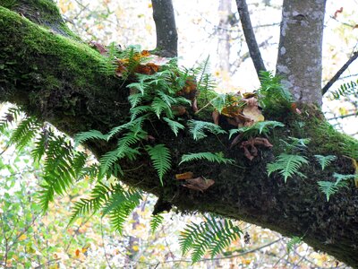 Forest nature oregon