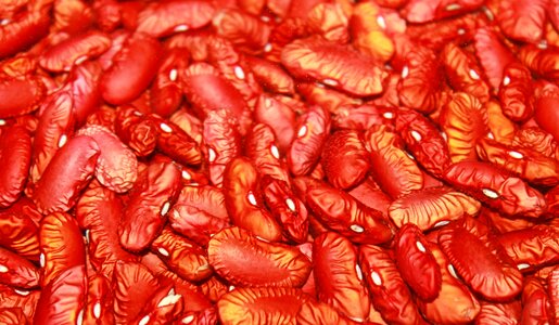 Kidney beans red brown photo