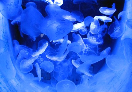 Animal sea animal creature
