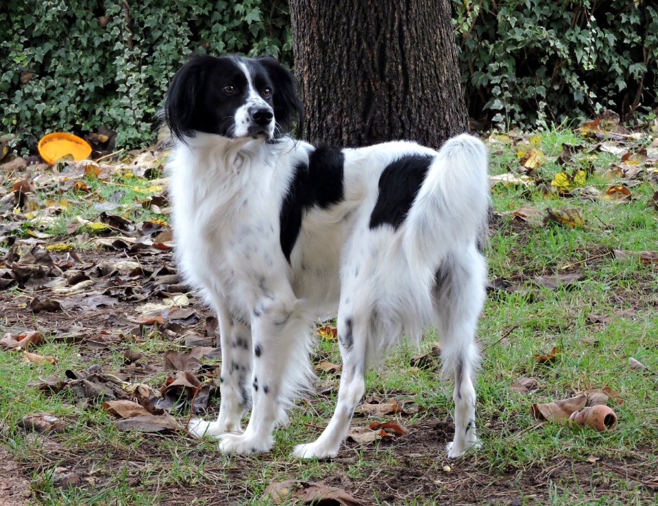 Pet autumn leaves