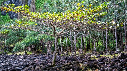 Reunion island cold lava landscape