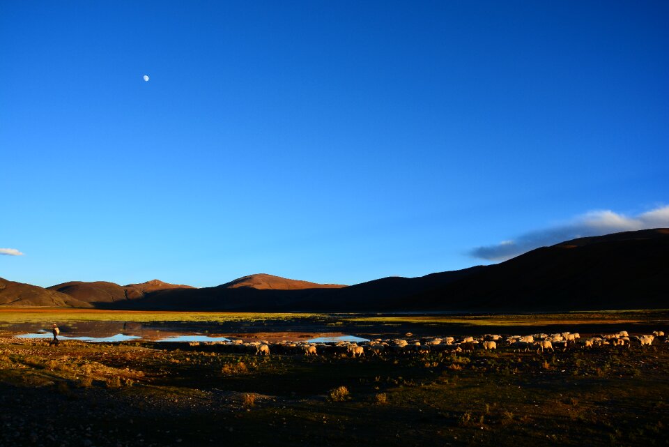 Tibet herd returns at dusk