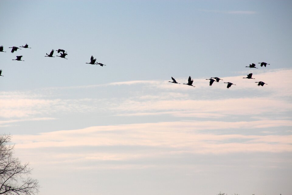 Migratory birds autumn nature