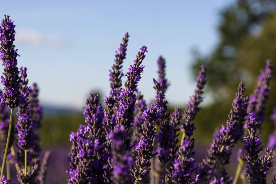 Flowers purple violet