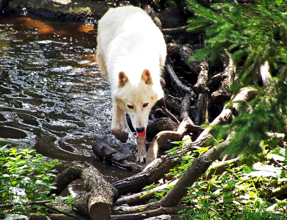 White wolf water nature