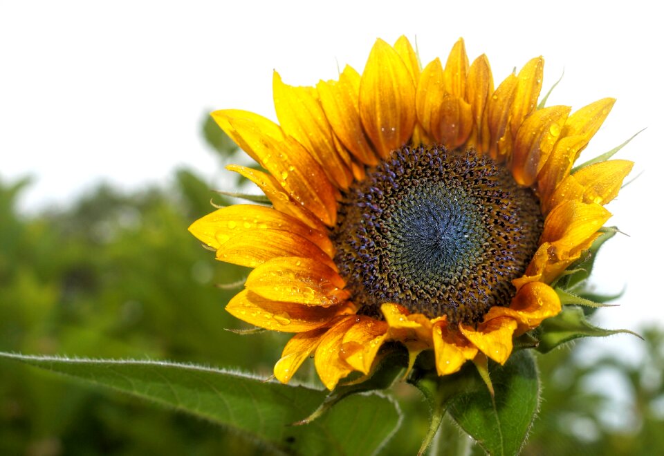 Nature summer plant