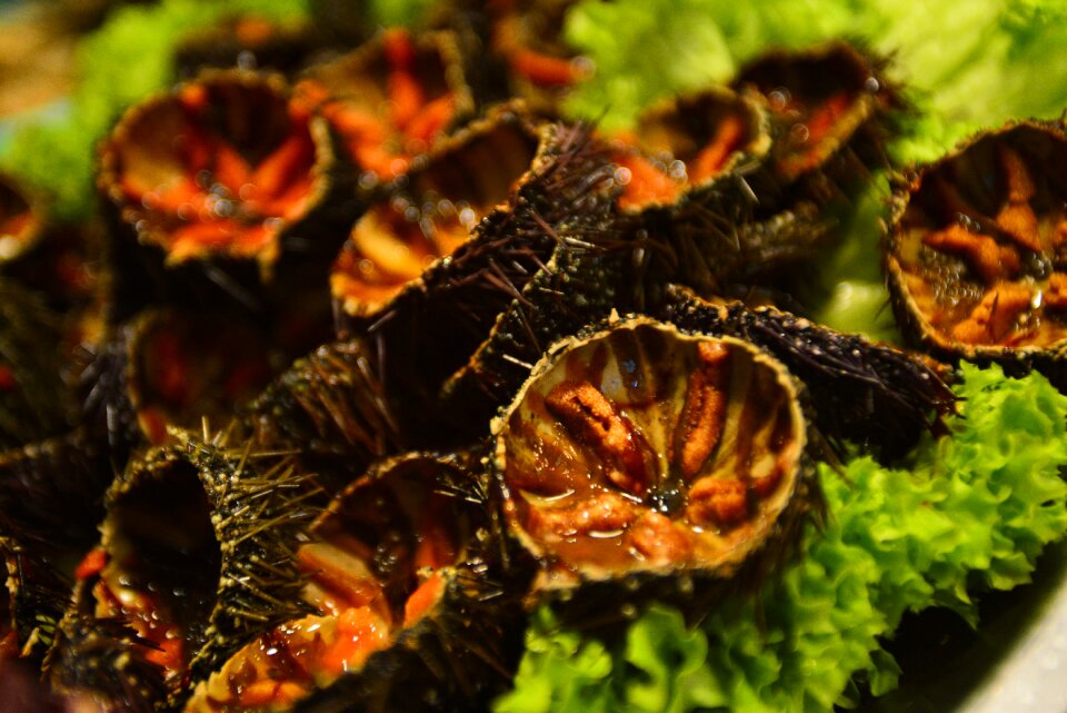 Oursins sea urchins animals