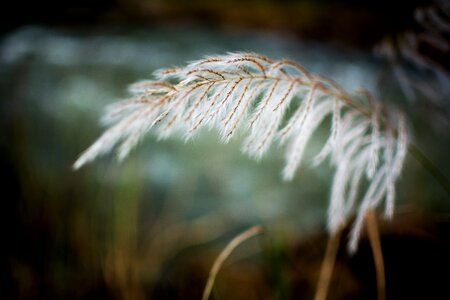 Field spring summer